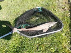Sturgeon