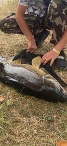 Leather Carp