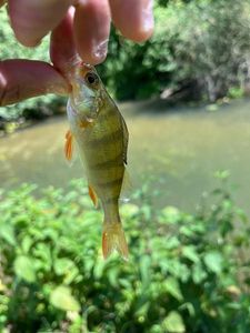 European Perch