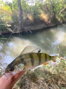European Perch