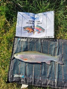 Rainbow Trout