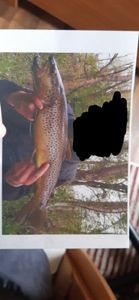Brown Trout