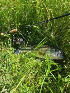 Largemouth Bass