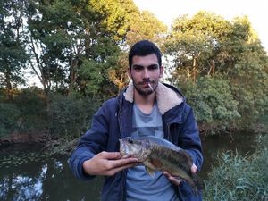 Largemouth Bass