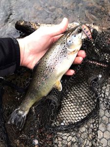 Brown Trout