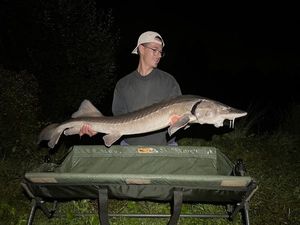 Sturgeon