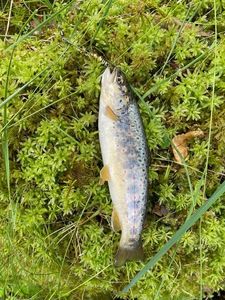 Brown Trout