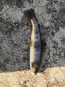 Brown Trout