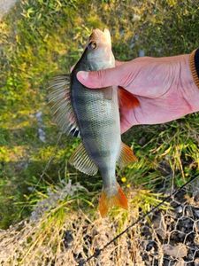 European Perch