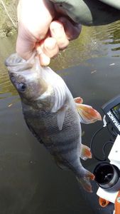 European Perch