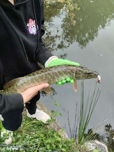 Northern Pike