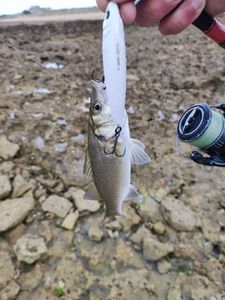 European Bass (Seabass)