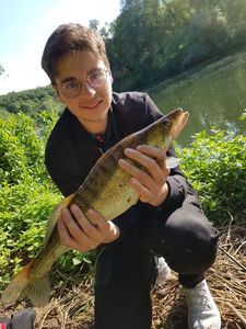 Zander