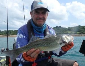European Bass (Seabass)