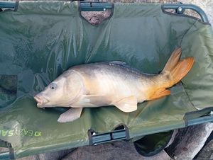 Mirror Carp