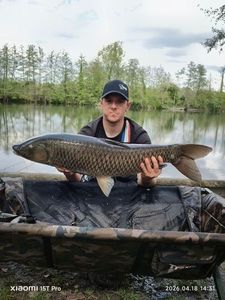 Grass Carp