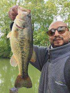 Largemouth Bass