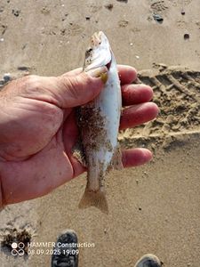 European Bass (Seabass)
