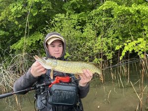 Northern Pike