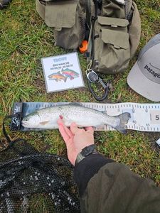 Rainbow Trout