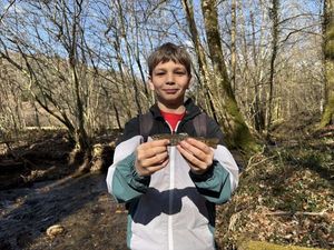 Brown Trout