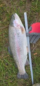 Rainbow Trout
