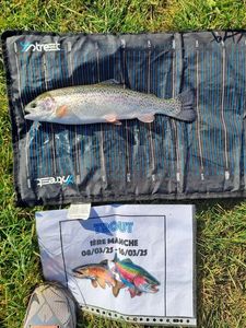 Rainbow Trout