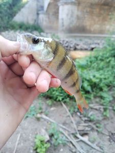 European Perch