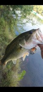 Largemouth Bass