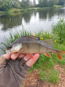 European Perch