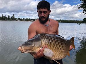 Common Carp