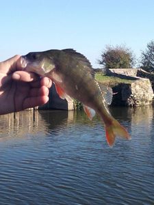 European Perch