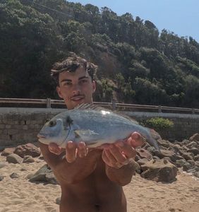Gilthead Seabream