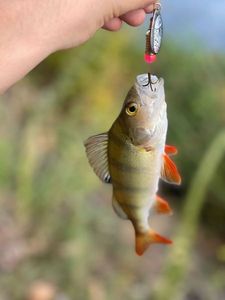 European Perch