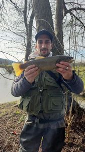 Brown Trout