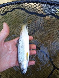 Atlantic Salmon