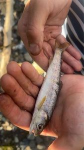 Atlantic Salmon (Juvenile)