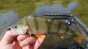 European Perch