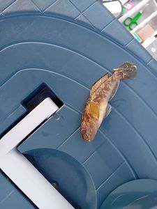 Round Goby