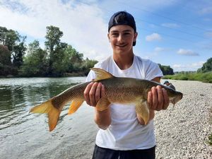 Barbel