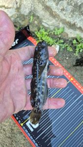 Black Goby