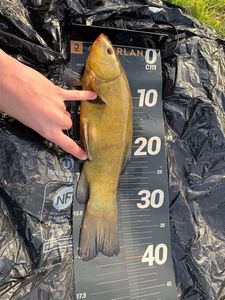 Tench