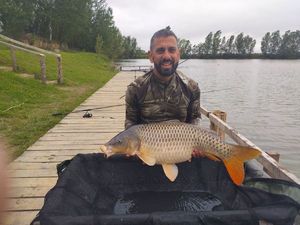 Common Carp