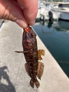 Giant Goby