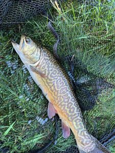 Marble Trout