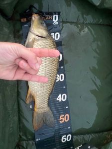 Common Carp