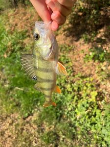 European Perch
