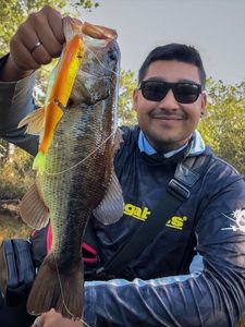 Largemouth Bass