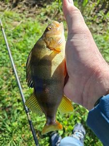 European Perch