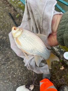 Crucian Carp